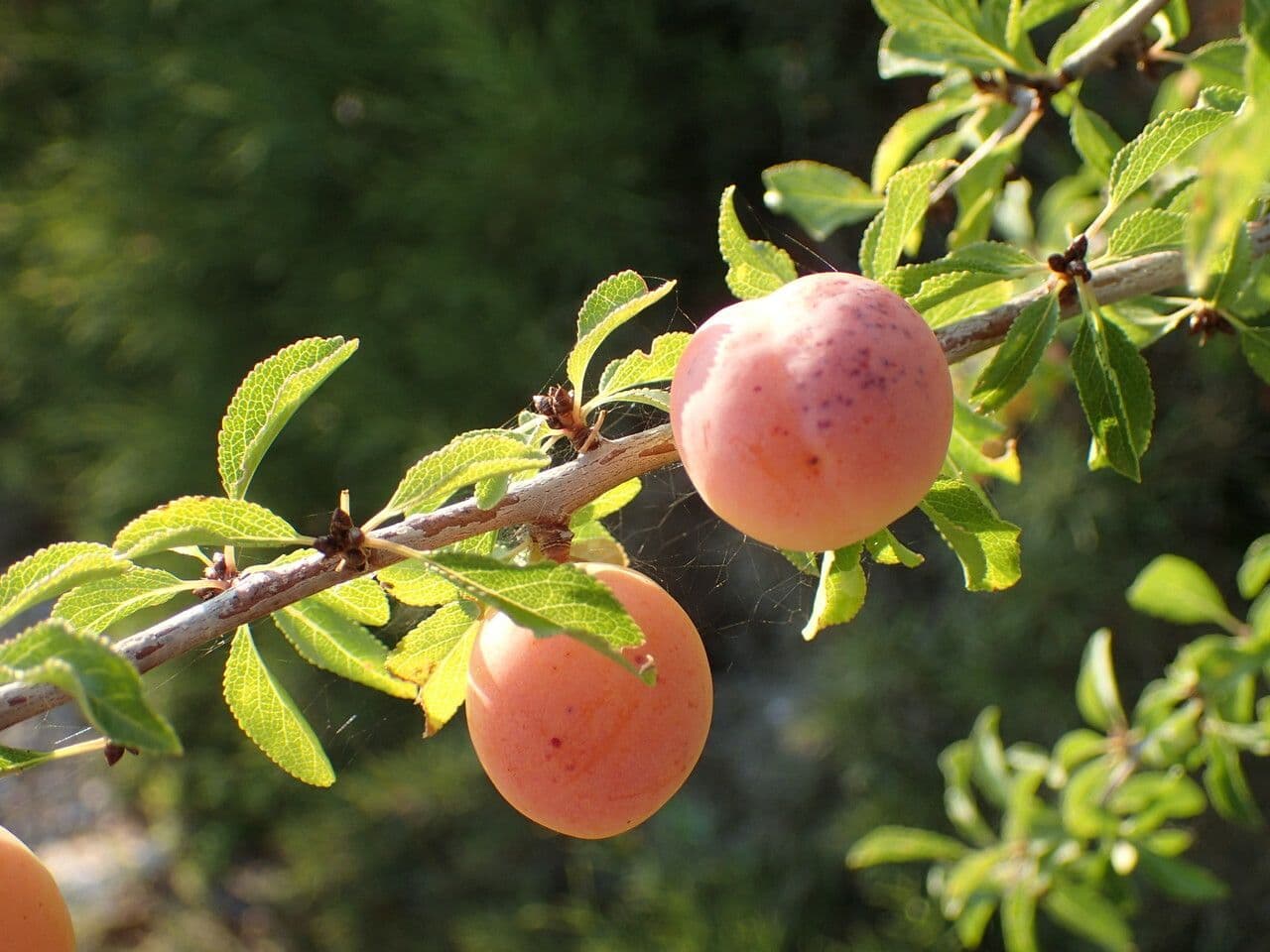 Prune