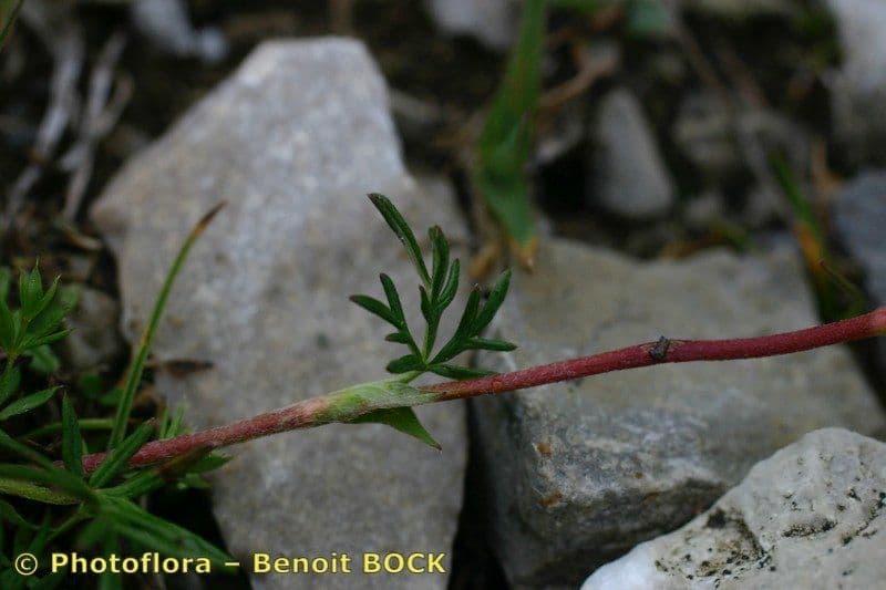 Potentilla multifida 11