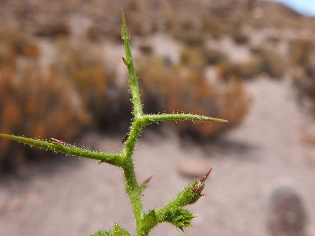 Adesmia 11