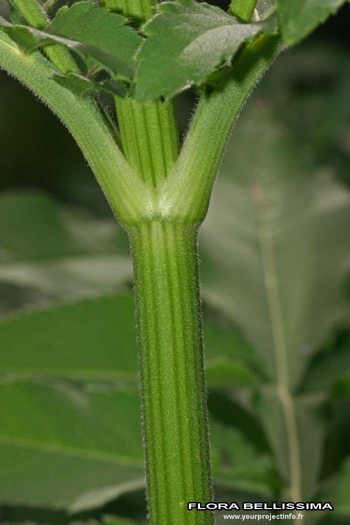 Cephalaria alpina 21