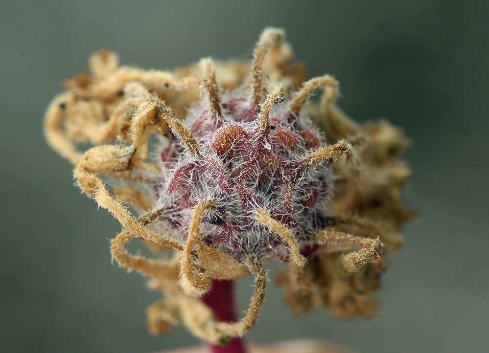 Abronia umbellata 5