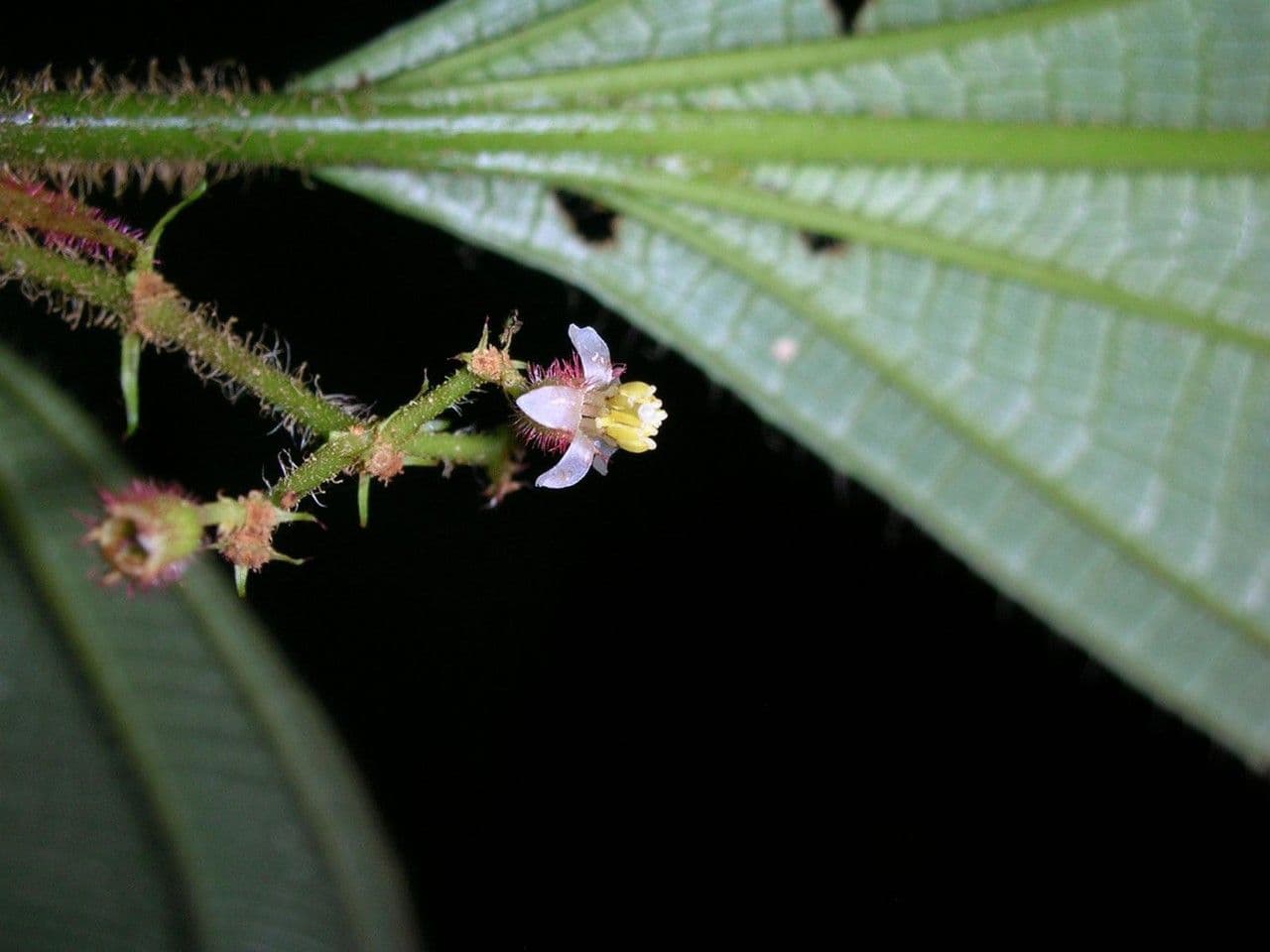 Miconia 4
