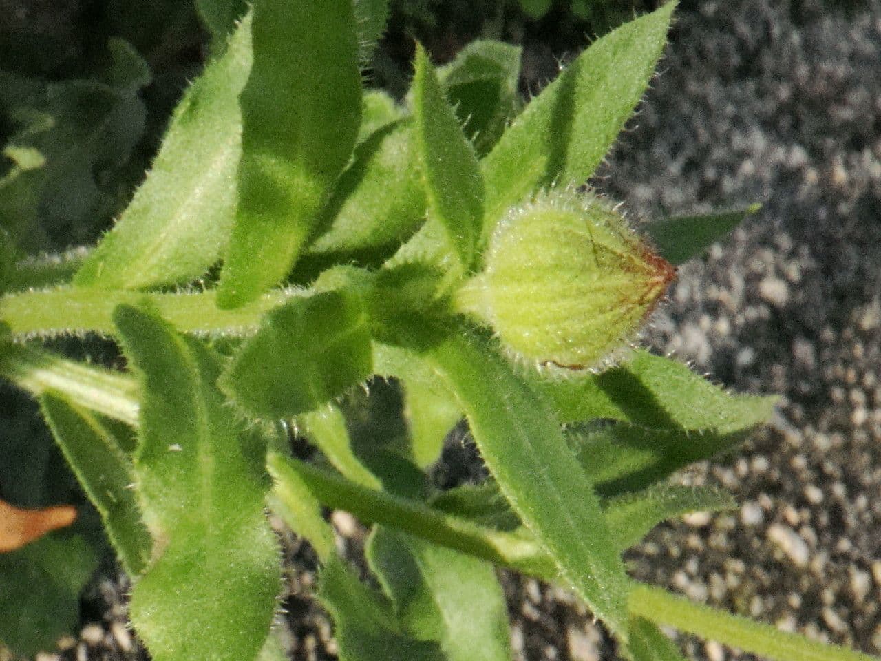 Acker-Ringelblume 25