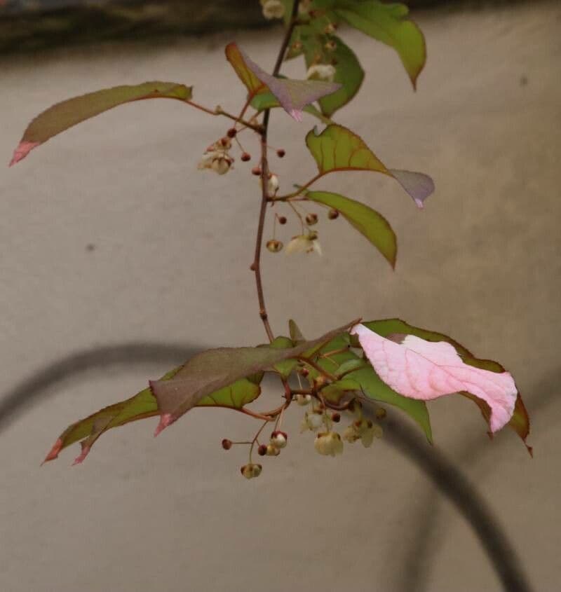 Actinidia kolomikta 22
