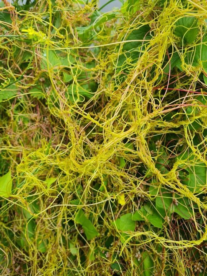 Cuscuta 19