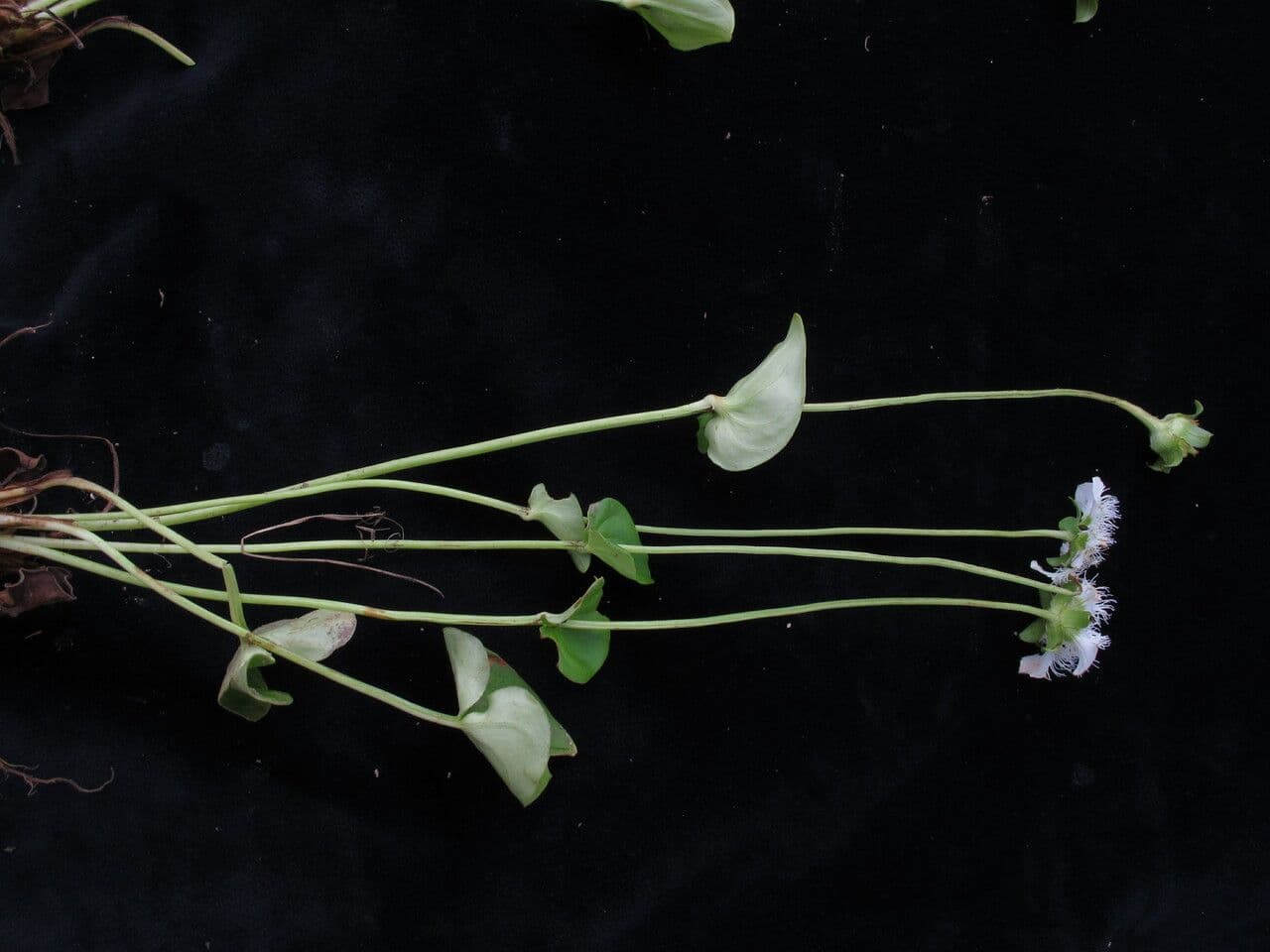 Parnassia 6