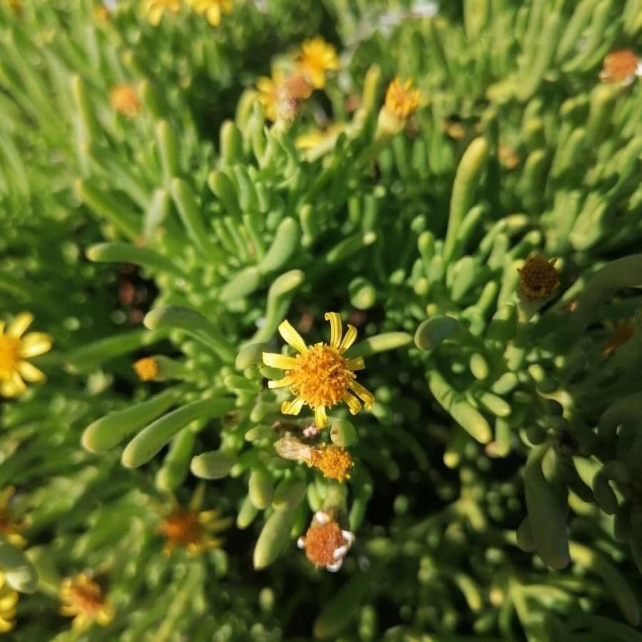 Limbarda crithmoides 10
