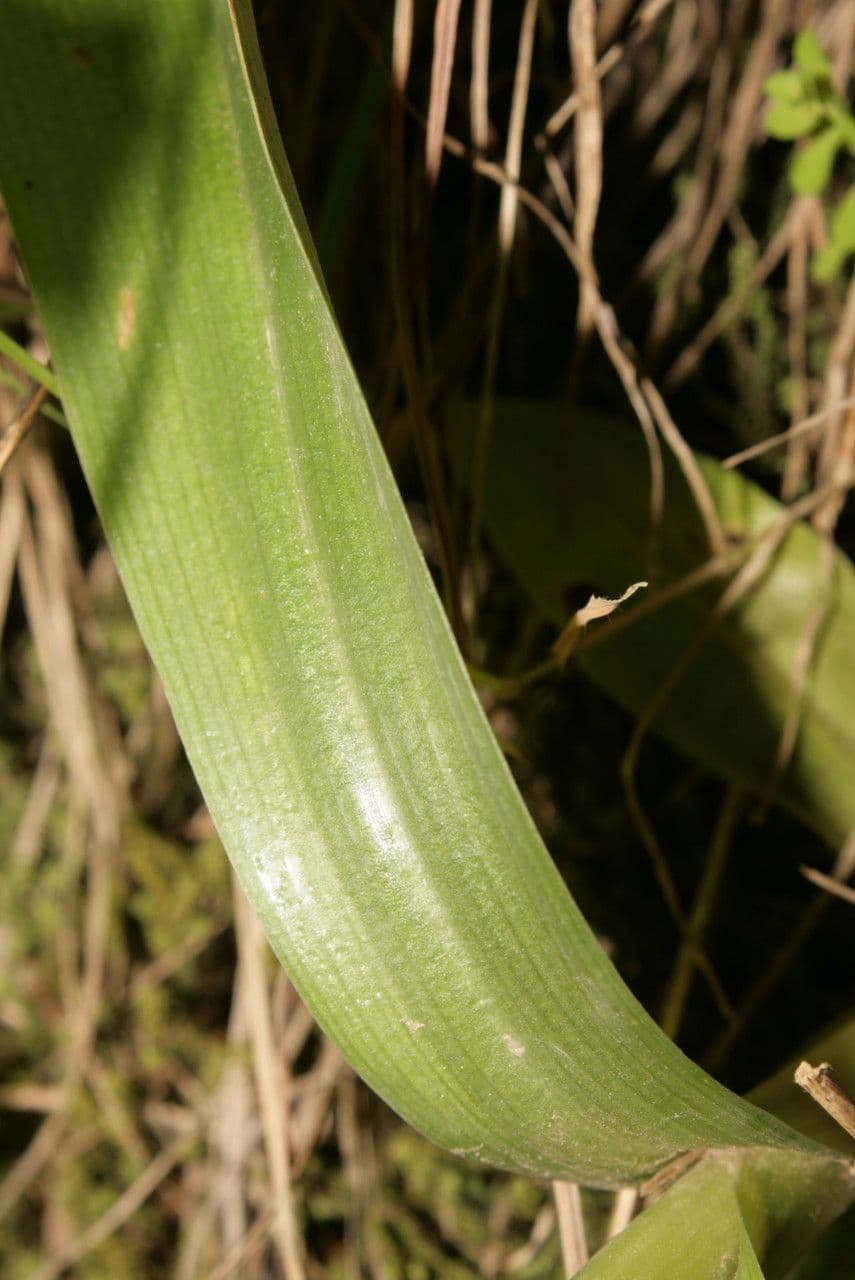 Orchide scimmia 12