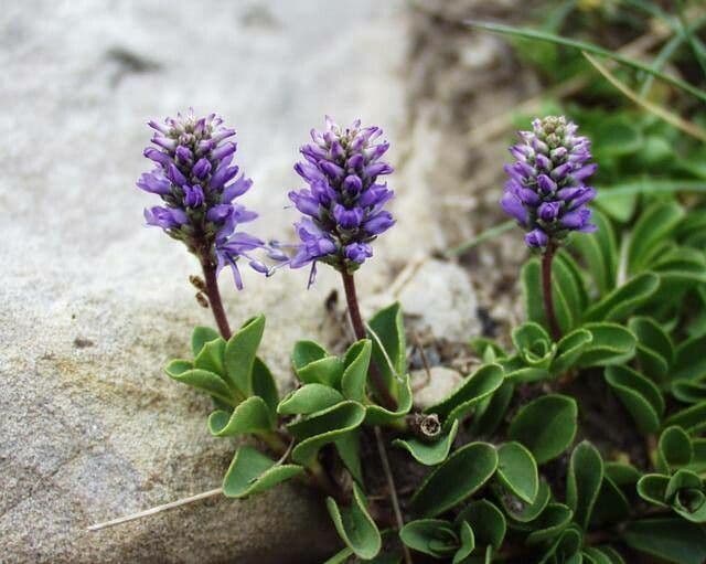 Veronica allionii 5