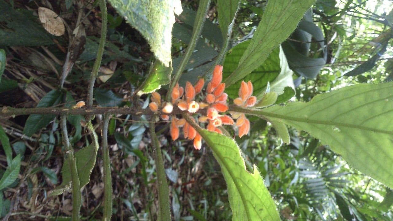Besleria 9