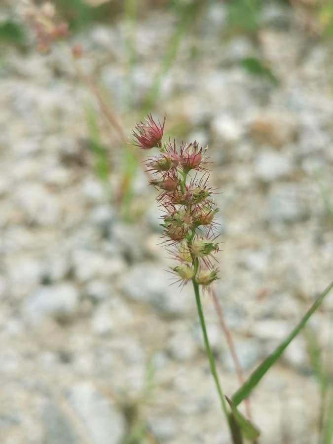 Echinolaena inflexa 3