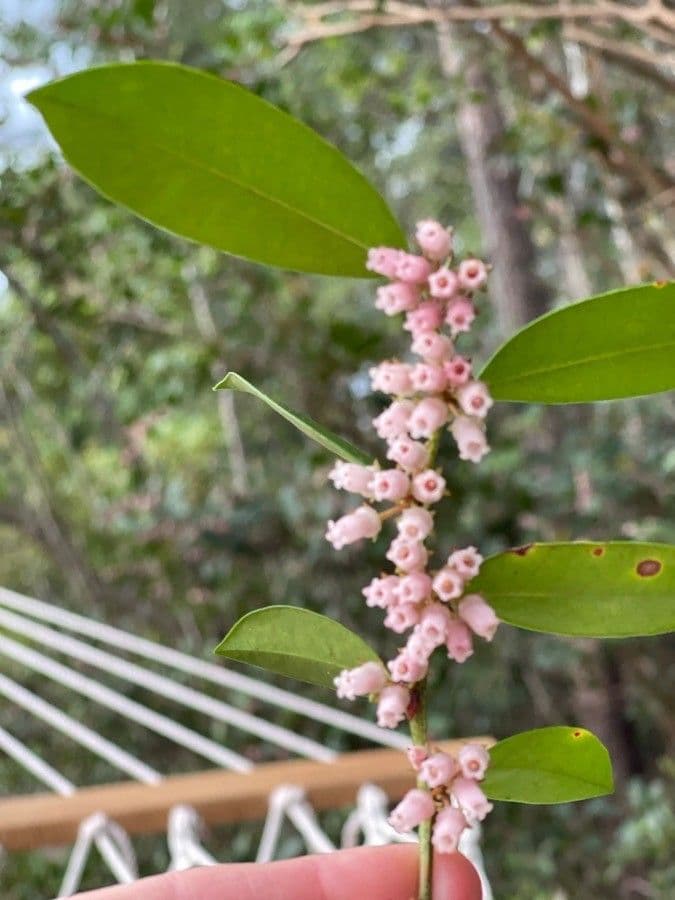 Lyonia lucida 4