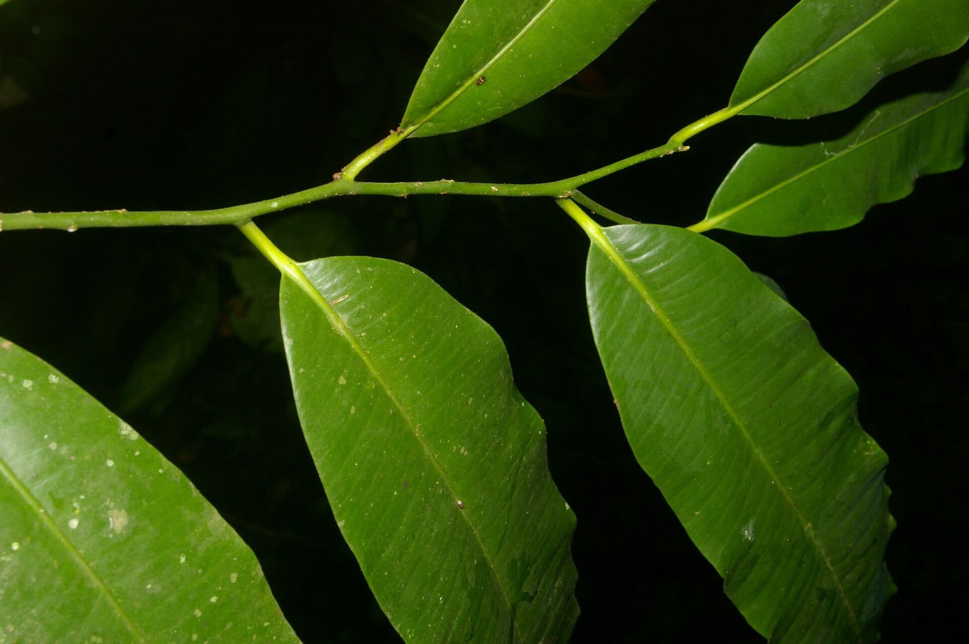 Aspidospermum