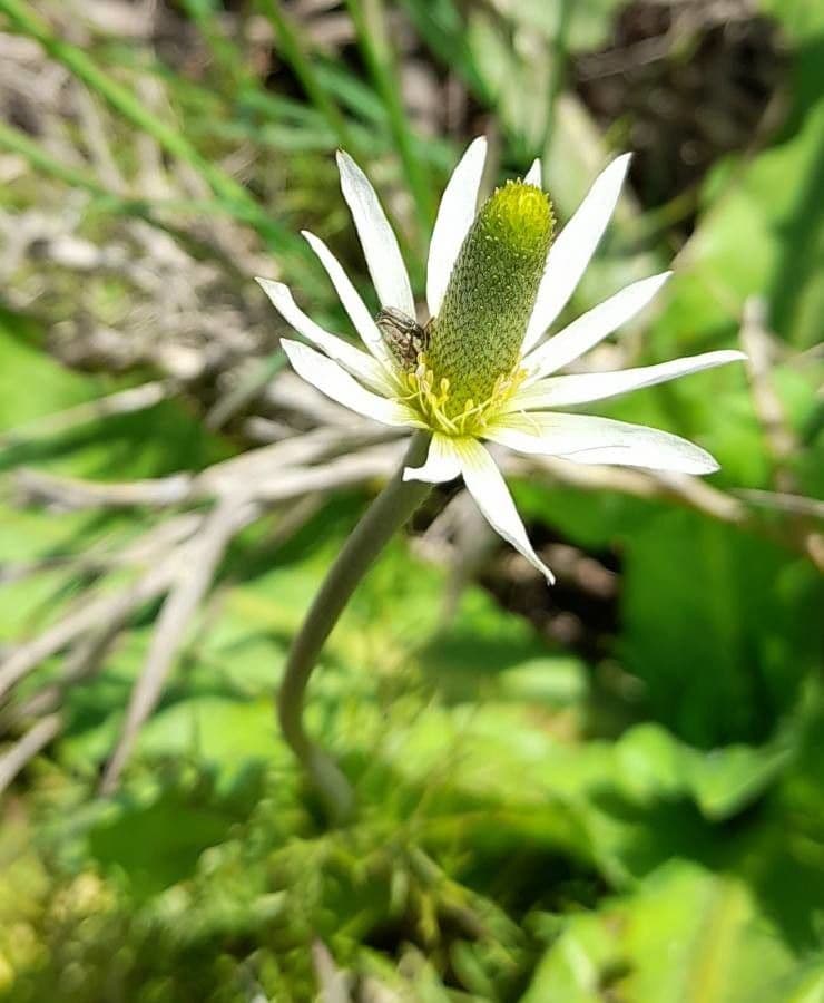 Süße Anemone 6