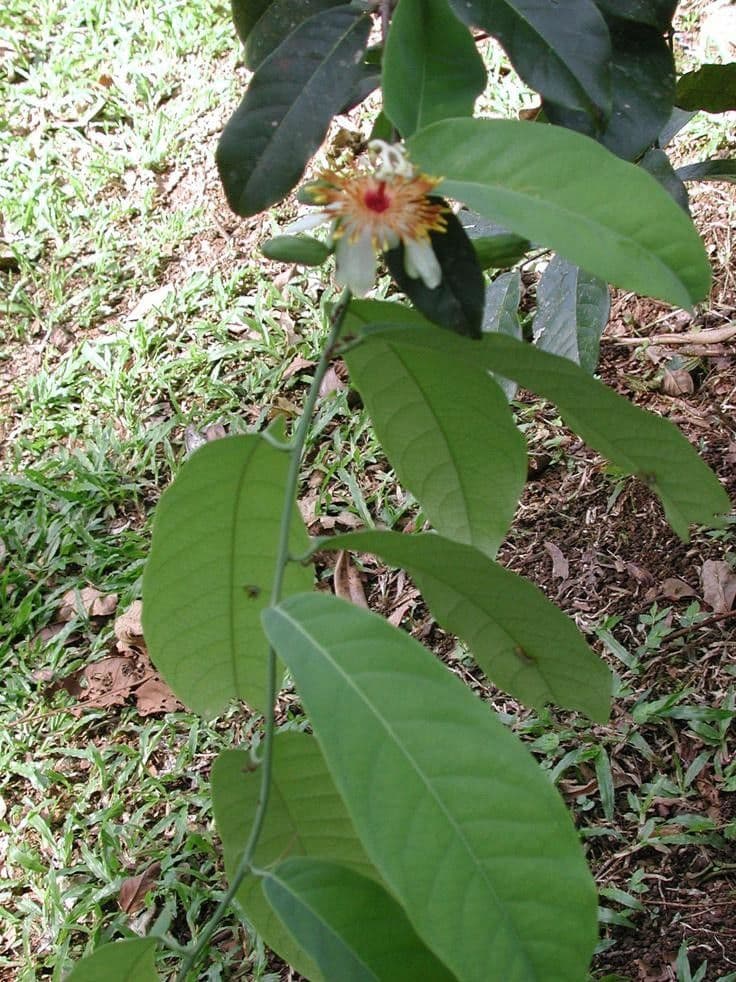 Passiflora 7