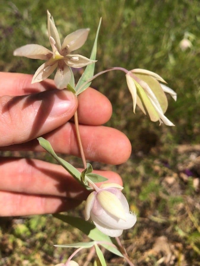 Calochortus 8