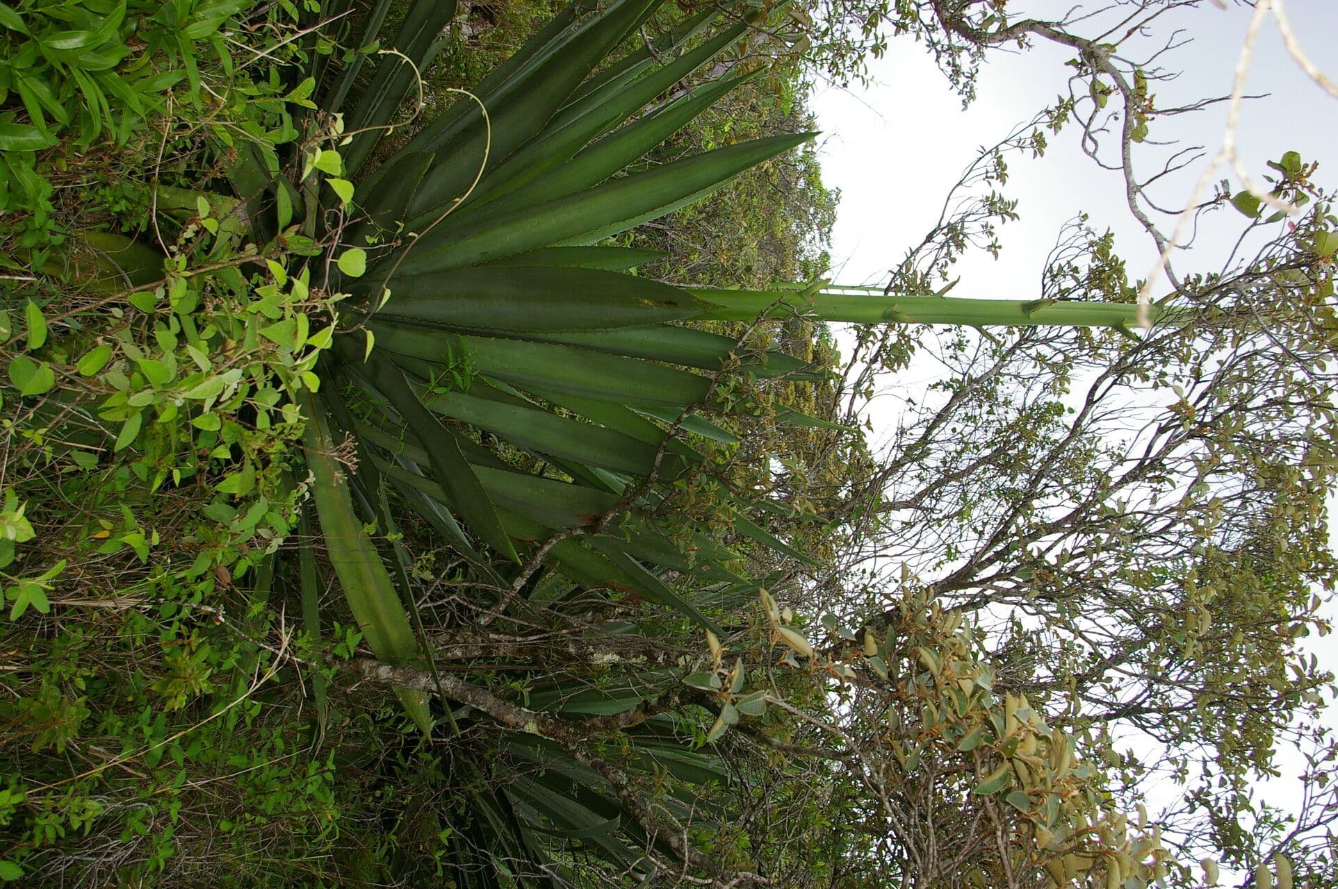 Agave 4