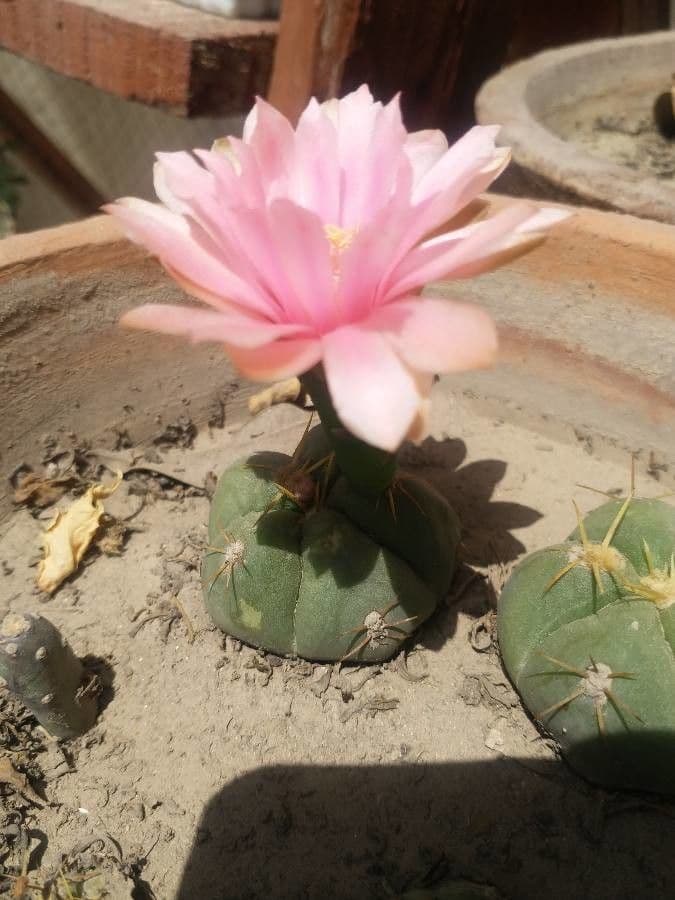 Cactus 3