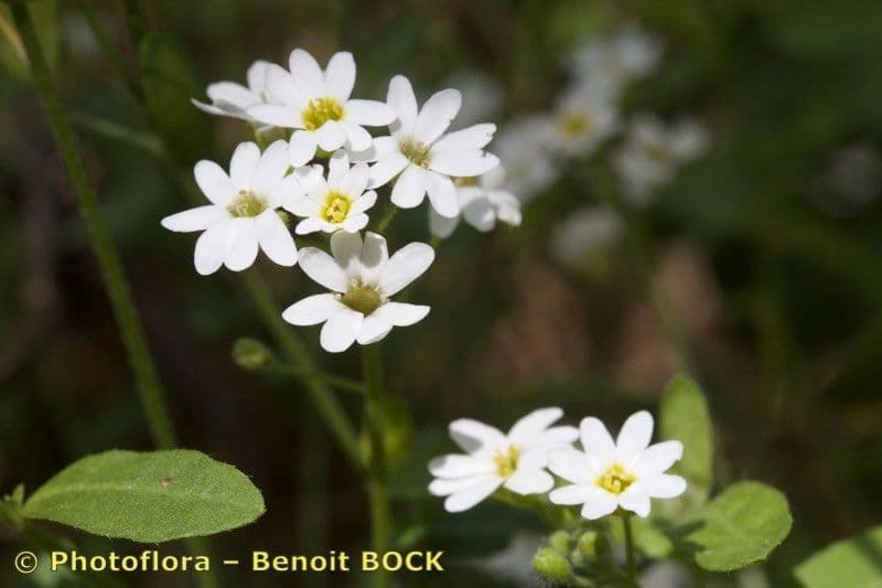 Berteroa mutabilis 2