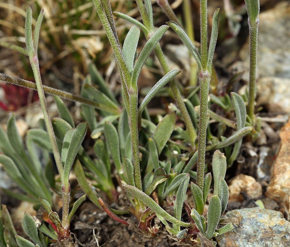 Campanula šedá 7