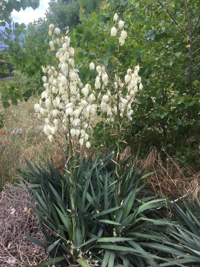 Brazos-Fluss-Yucca 3