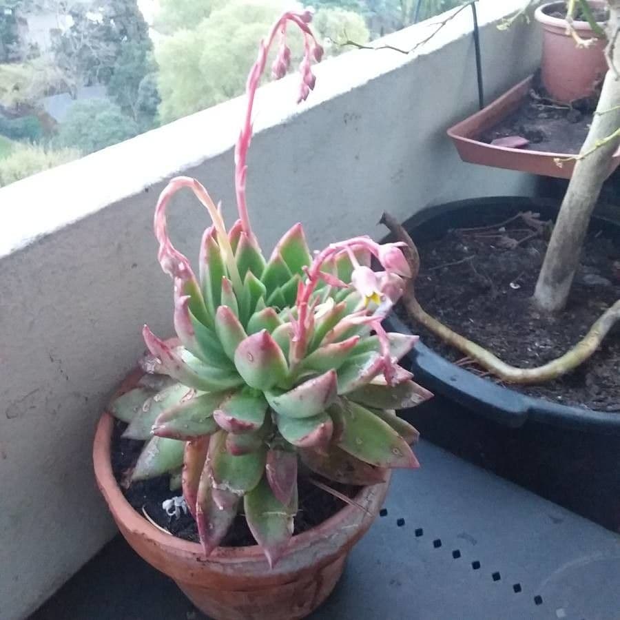 Echeveria 2
