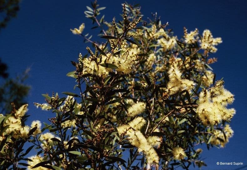 Fünfnerviger Teebaum 11