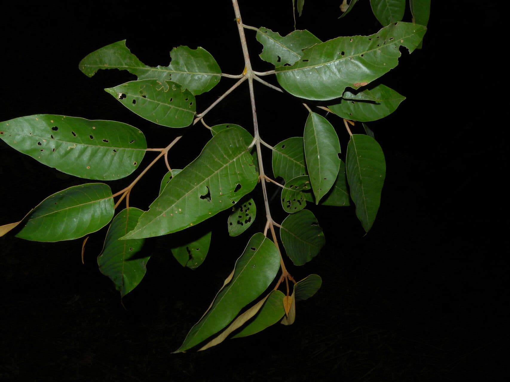 Vismia baccifera 9