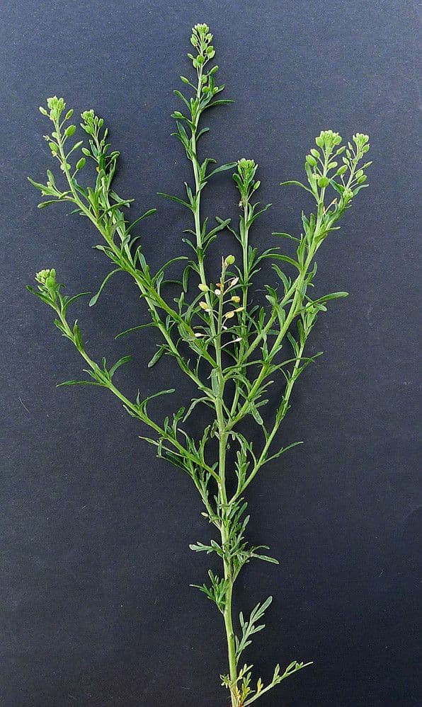 Lepidio ruderale 23