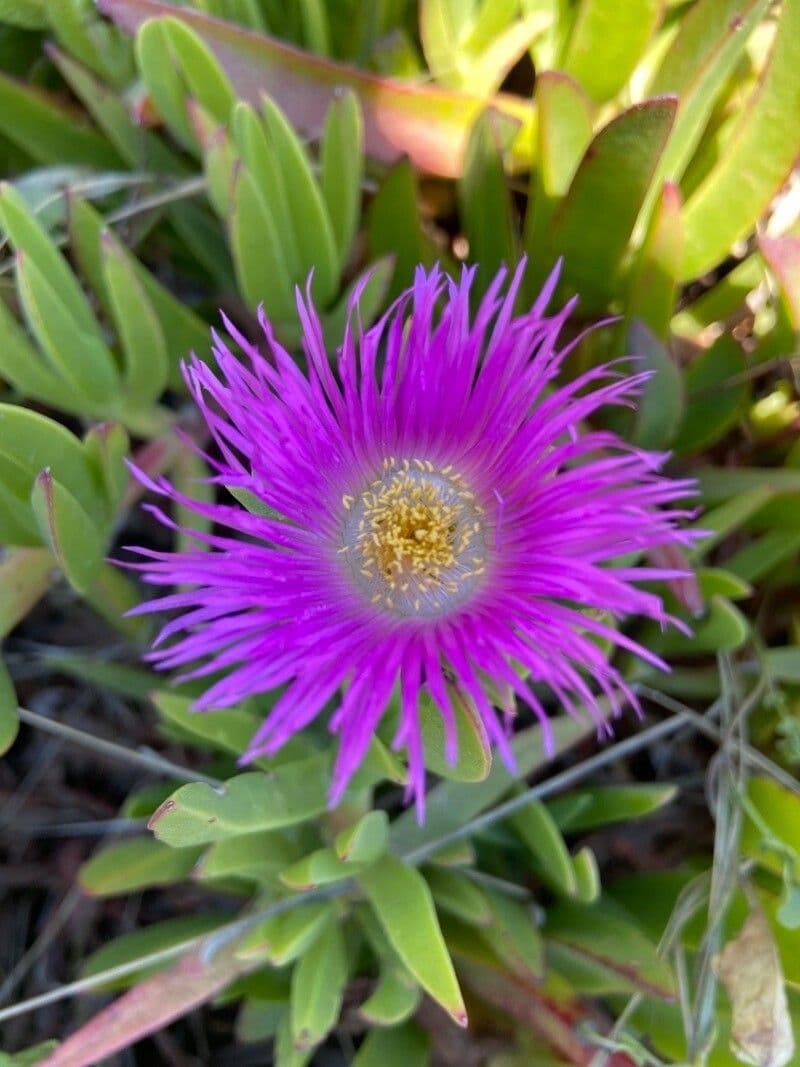 Carpobrotus chilensis