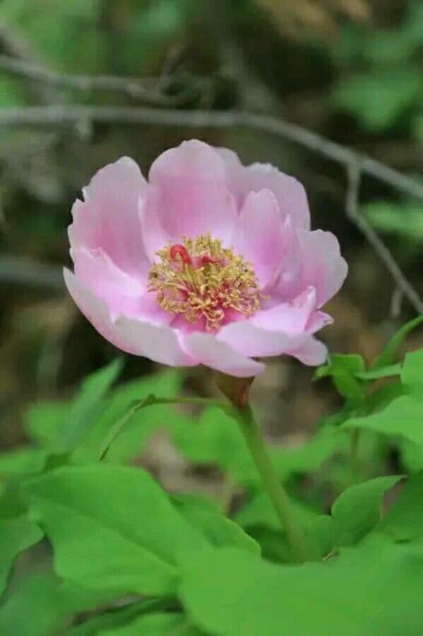 Peonia