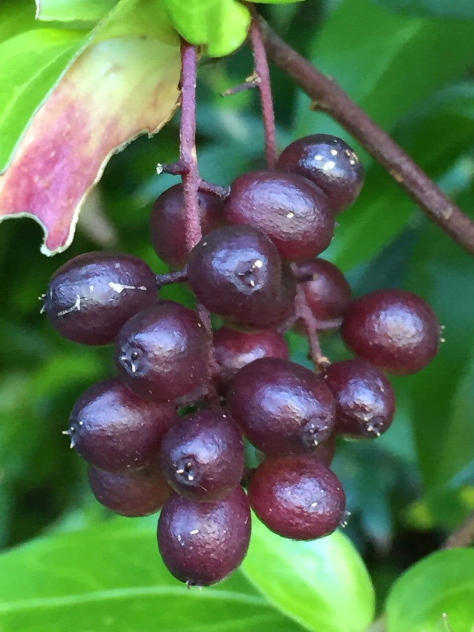 Griselinia