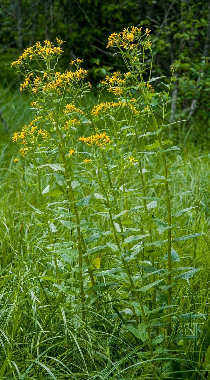 Senecio triangular 11