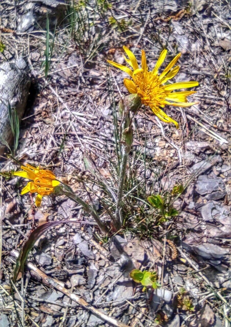 Scorzonera minore 11