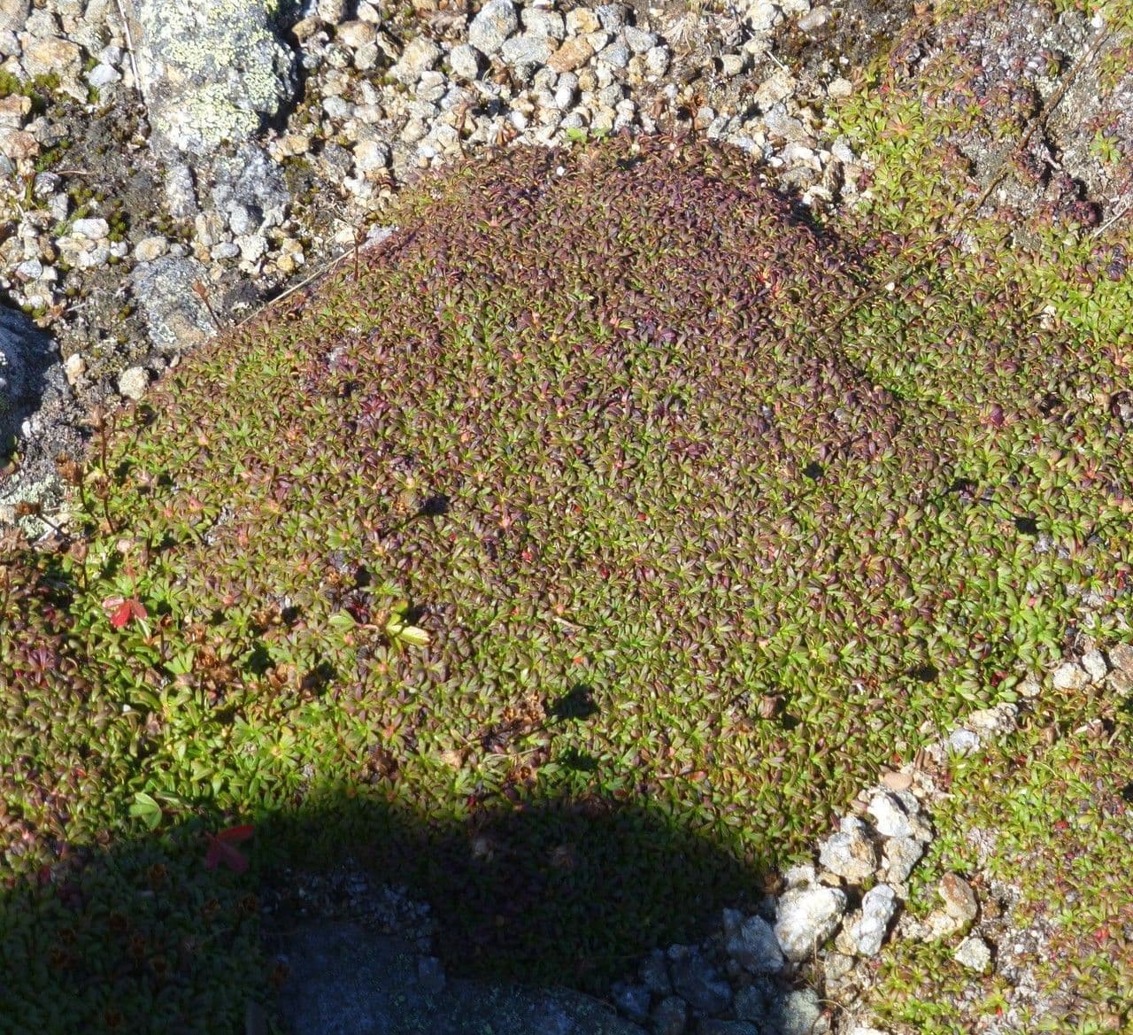 Diapensia lapponica 8