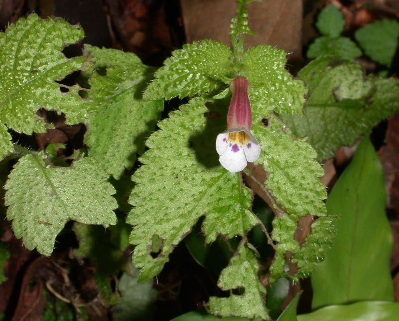 Diastema affine 6