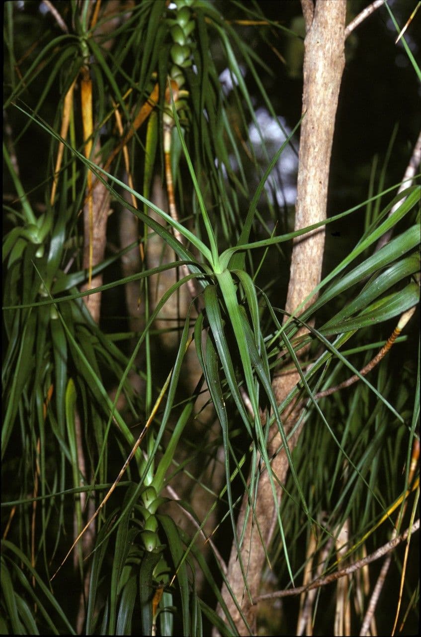 Dracophyllum