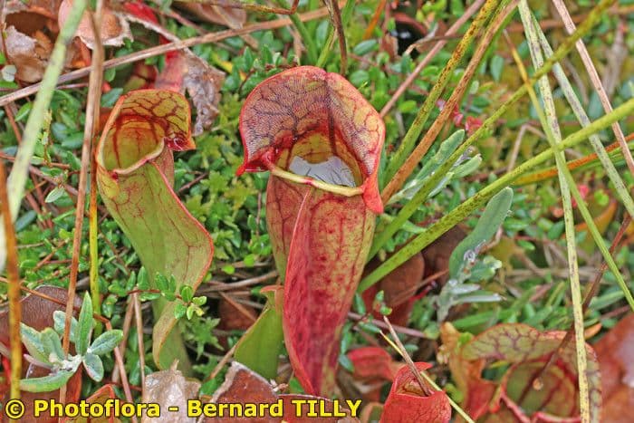 Rote Schlauchpflanze 22