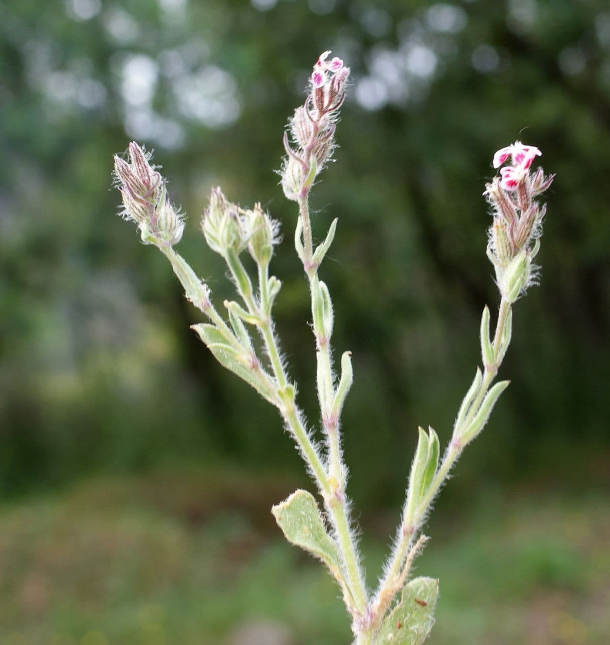 Silene gallica 30