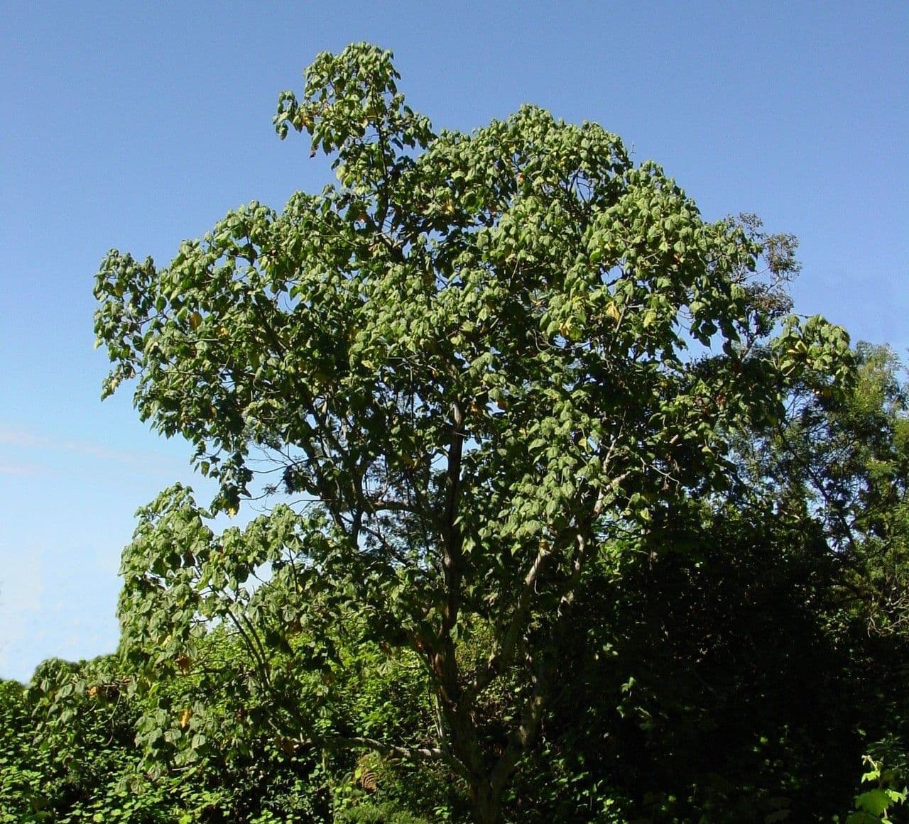 Dombeya 15