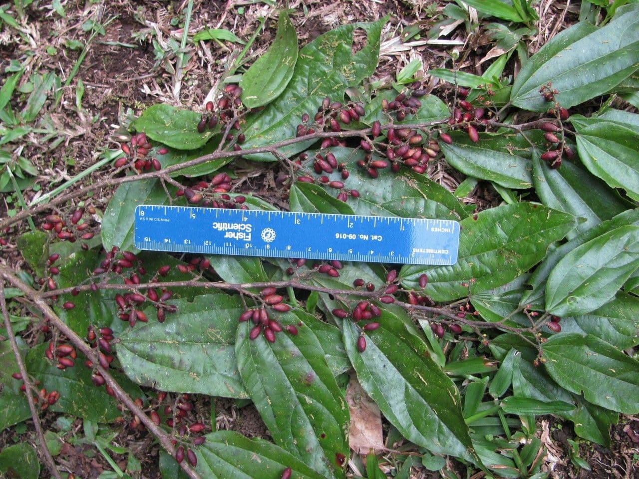 Lunania 15