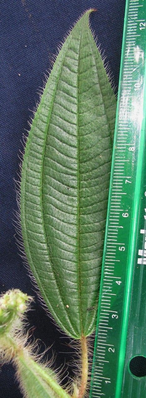 Miconia 13