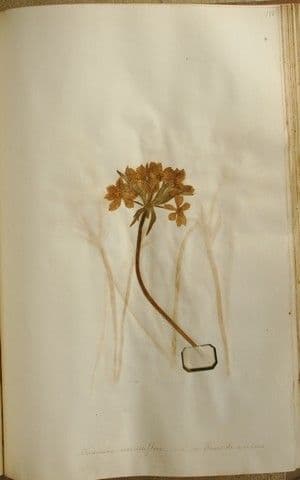 Anemone narcissiflora 22