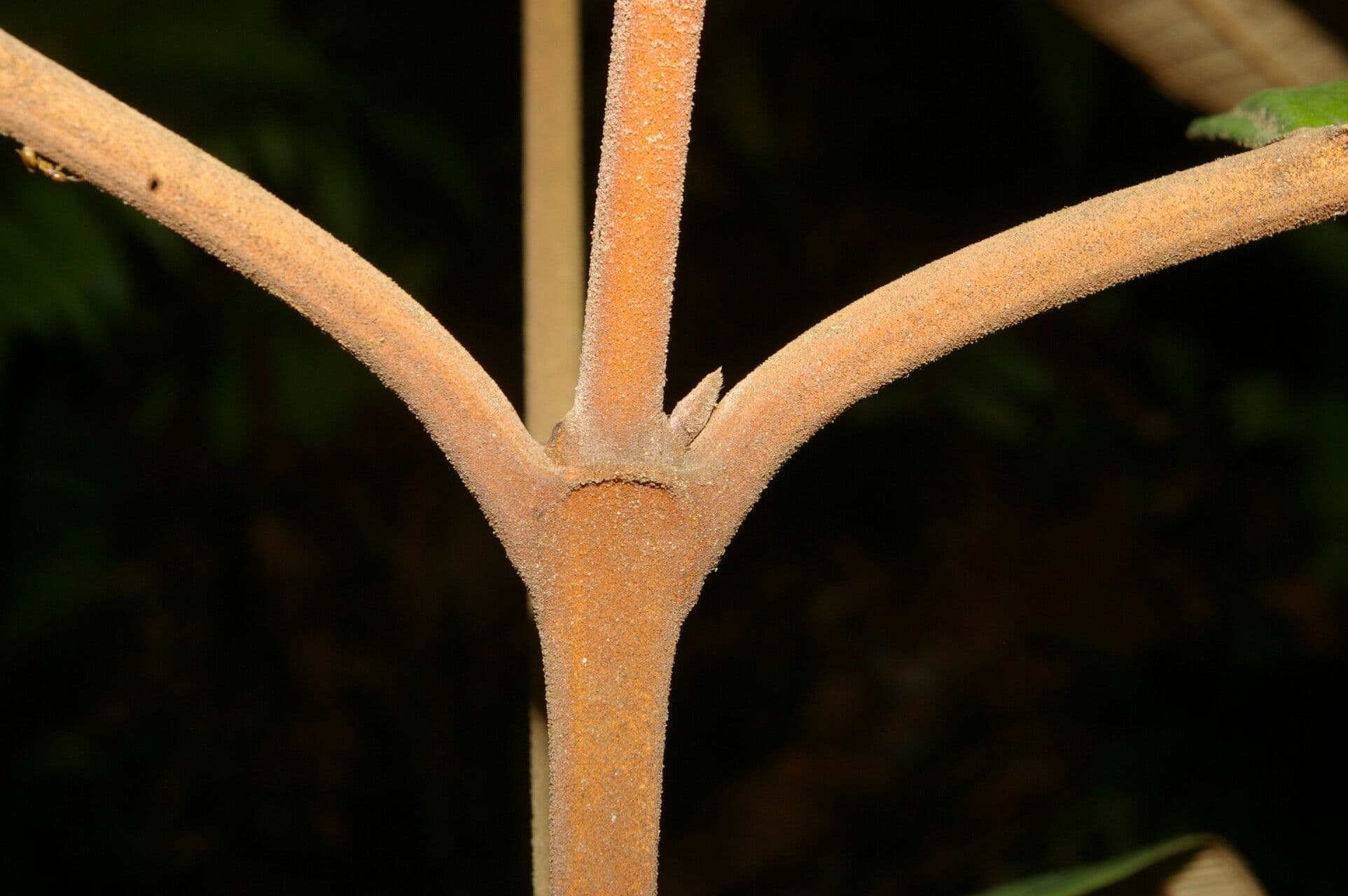 Miconia elata 12