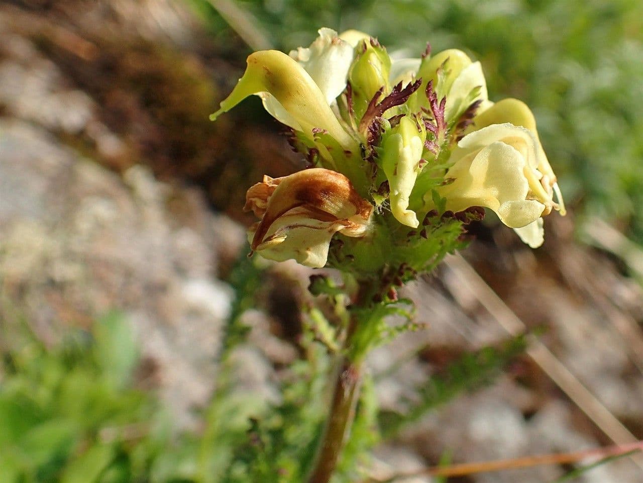 Pedicularis tuberosa 4