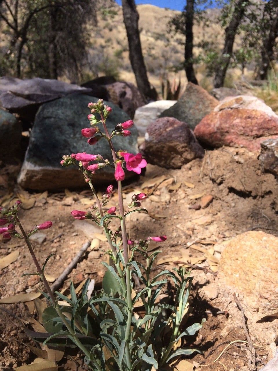 Penstemon di Parry 9