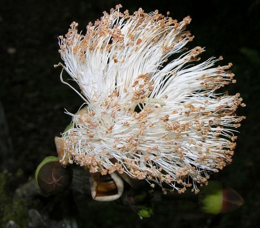 Siebenlappiger Pseudobombax 7