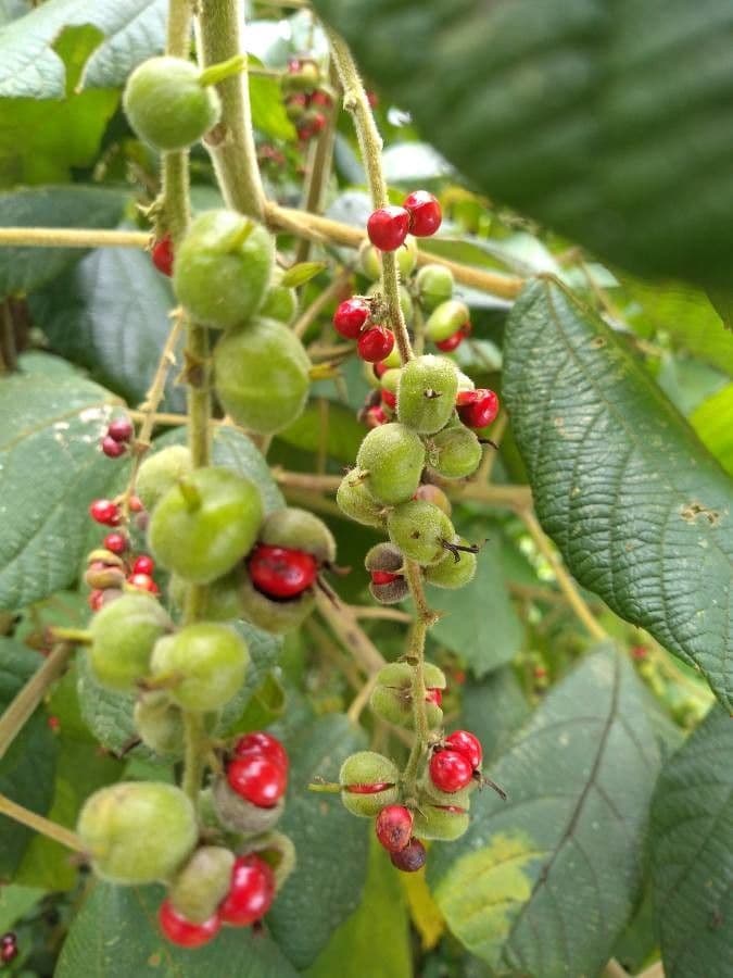 Alchornéa cuorifolia