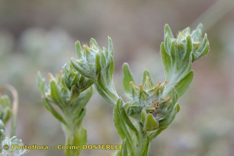 Bambagia spatolata 26
