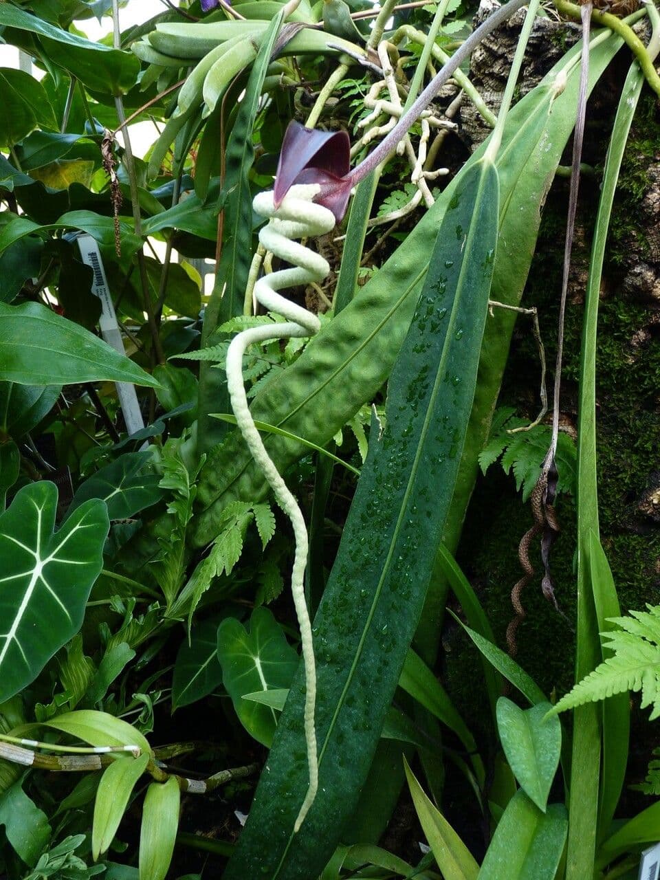 Anturio